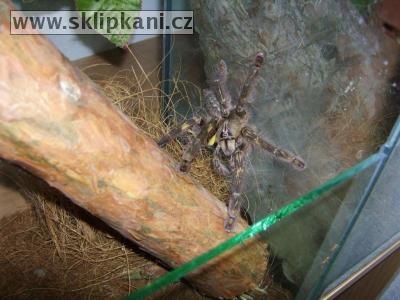 Poecilotheria-rufilata