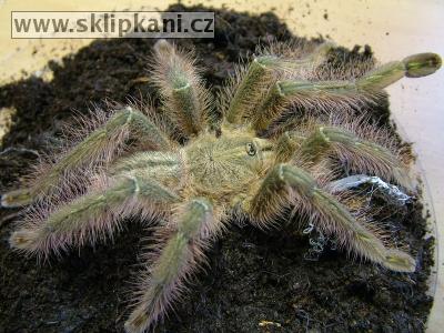 Poecilotheria_rufilata