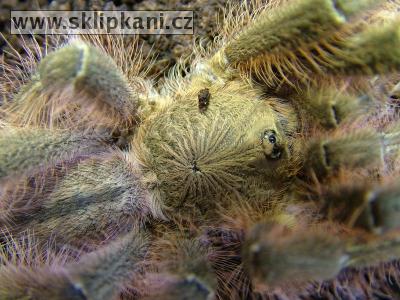 Poecilotheria_rufilata