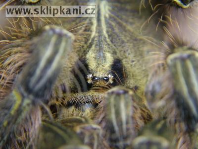 Poecilotheria_rufilata