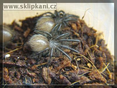 Poecilotheria-rufilata