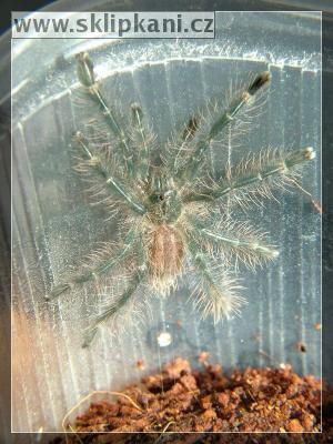 Poecilotheria_rufilata