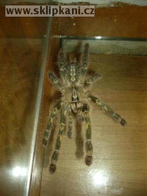 Poecilotheria_rufilata