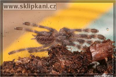 Poecilotheria_smithi