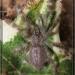 Poecilotheria smithi