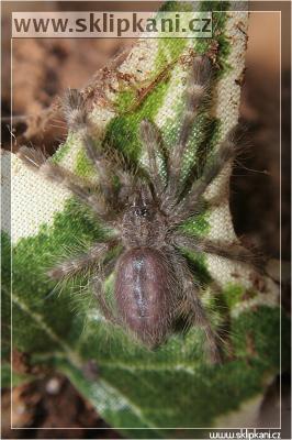 Poecilotheria-smithi