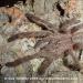 Poecilotheria smithi