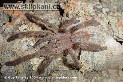 Poecilotheria_smithi