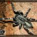 Poecilotheria smithi