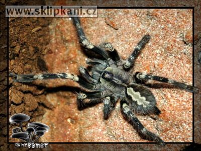 Poecilotheria-smithi