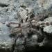 Poecilotheria smithi