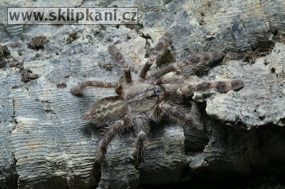 Poecilotheria-smithi