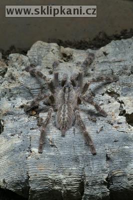 Poecilotheria-smithi