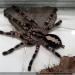 Poecilotheria sp.