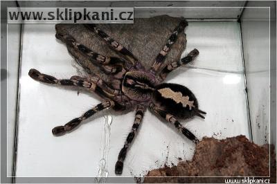 Poecilotheria-ornata-regalis