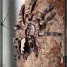 Poecilotheria sp.