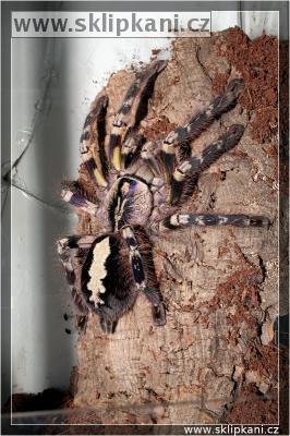 Poecilotheria-ornata-regalis