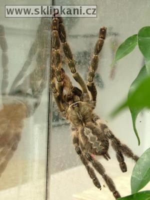 Poecilotheria_sp.