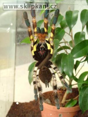 Poecilotheria_ornata-regalis