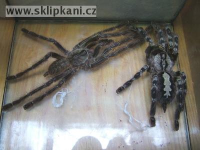 Poecilotheria_sp.