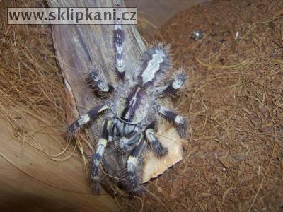 Poecilotheria-striata