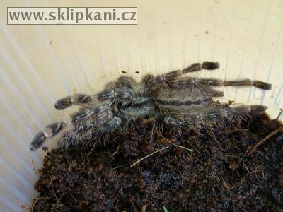 Poecilotheria-striata