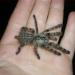 Poecilotheria striata