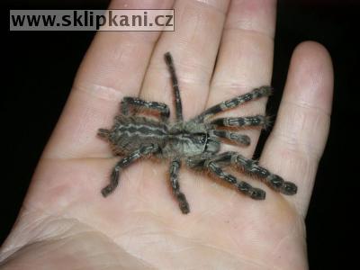 Poecilotheria_striata