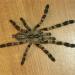 Poecilotheria striata