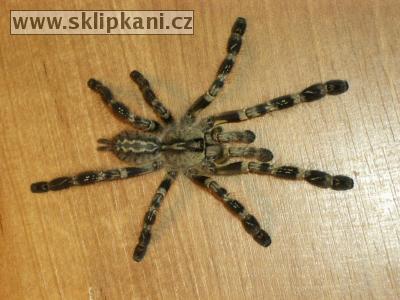 Poecilotheria_striata