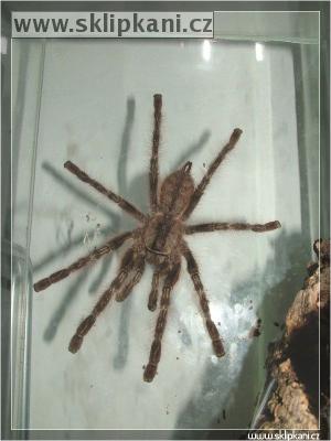 Poecilotheria_striata