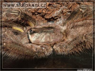 Poecilotheria-striata