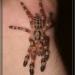 Poecilotheria subfusca