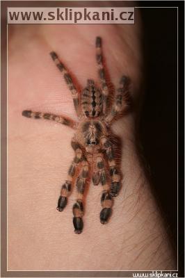 Poecilotheria_subfusca