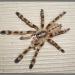 Poecilotheria subfusca