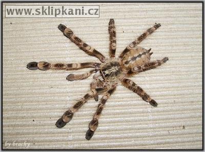 Poecilotheria_subfusca