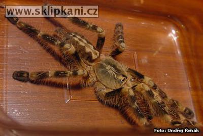 Poecilotheria_subfusca