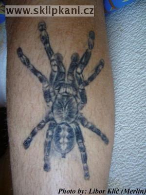 Poecilotheria_subfusca