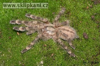 Poecilotheria_subfusca