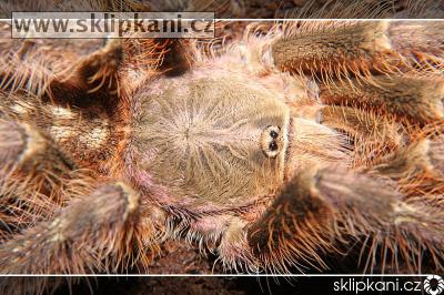 Poecilotheria_subfusca