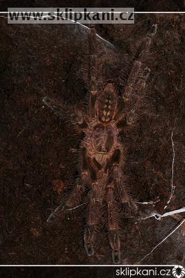 Poecilotheria_subfusca