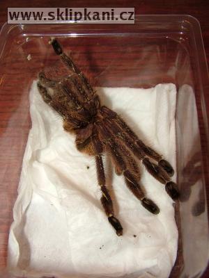 Poecilotheria-subfusca