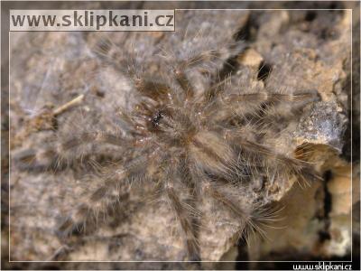 Poecilotheria-subfusca