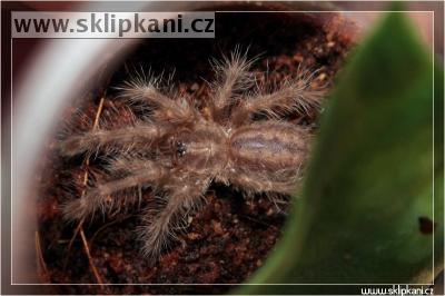 Poecilotheria_tigrinawesseli