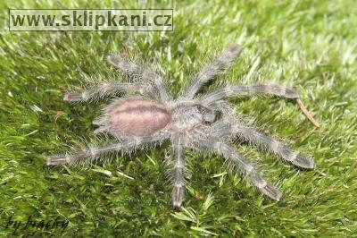 Poecilotheria_tigrinawesseli