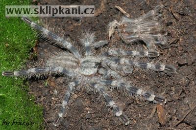 Poecilotheria-tigrinawesseli