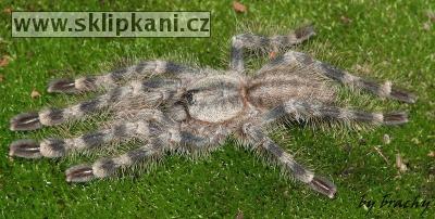 Poecilotheria-tigrinawesseli