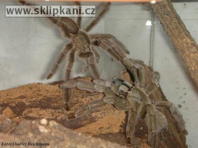 Psalmopoeus_cambridgei