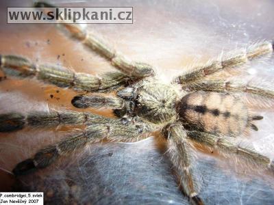 Psalmopoeus-cambridgei