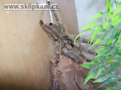 Psalmopoeus-cambridgei